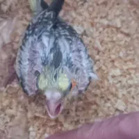 عروس هلندی نر  ۱ماهه