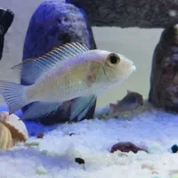 ماهی آکواریوم