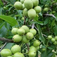 باغبانی وکود باغچه ونهال نقد واقساط باغبان