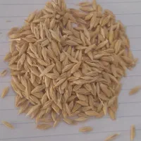 بذر جو و گندم|خدمات باغبانی و درختکاری|کبودرآهنگ, |دیوار