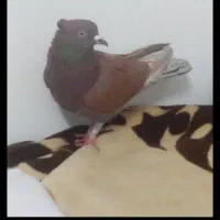 کبوتر سالم و زیبا