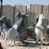 15جفت کفتر دست اولی شب بازی|پرنده|شیراز, سهل‌آباد|دیوار