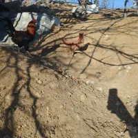 مرغ خروس محلی|حیوانات مزرعه|بانه, |دیوار