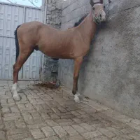 اسب ۲ ساله
