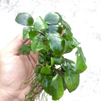 گیاه آنابیاس و بوسفلاندرا|ماهی|اهواز, معین زاده|دیوار