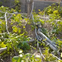 هرس کردن درختان منزل وباغ خودرابه مابسپارید