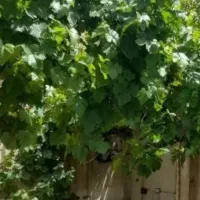 اجاره خانه ویلایی