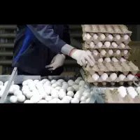 پخش تخم مرغ به قیمت عمده