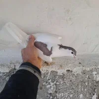 کفتر طاقی|پرنده|کاشان, فاز ۲ ناجی آباد|دیوار