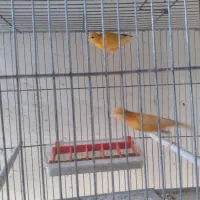 قناری رد فاکتور|پرنده|مبارکه, |دیوار