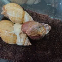 حلزون نژاد آفریقایی