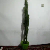 گل ایفوریا