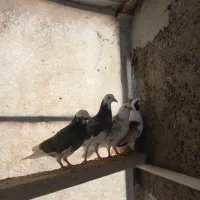 جوجه‌‌فوق پرش|پرنده|تهران, خزانه|دیوار