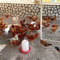 تعدادی جوجه ۵ماه ب بالا