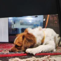 سگ پامر|سگ|بسطام, |دیوار