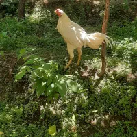 خروس لاری