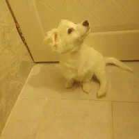 توله اشپیتز پامر  شناسنامه واکسن انگل تراپی