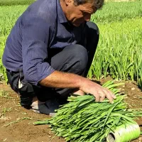 سبزی و میوه فروشی شجاعی|فعالیت داوطلبانه|بناب, |دیوار