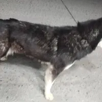 سگ هاسکی سایز کوچیک