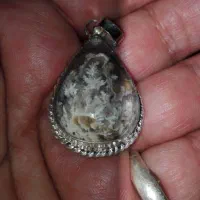 شجر گردنی شکوفه|بدلیجات|مهریز, |دیوار