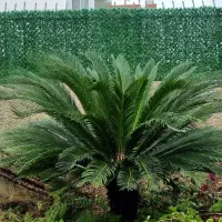 سیکاس بزرگ چلک نوشهر