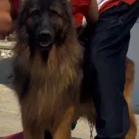 ژرمن شپرد شولاین نر|سگ|نورآباد ممسنی, |دیوار