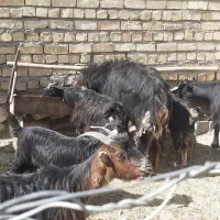 شیش عددبز ۴۰۰۰۰میلیون تومان|حیوانات مزرعه|وردشت, |دیوار