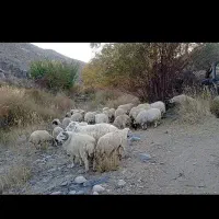 فروش گوسفند داشتی ،ساردوئیه|حیوانات مزرعه|درب بهشت, |دیوار