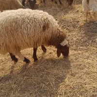 بره چاق|حیوانات مزرعه|کوهدشت, |دیوار