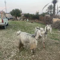 دوراس بز آبستن|حیوانات مزرعه|کازرون, |دیوار