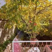 منزل حیاط دار روزانه  هفتگی ماهانه خوانسار