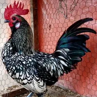 خروس مینیاتوری