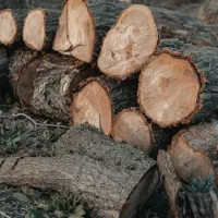 خریدار چوب تر و خشک