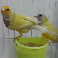 فنچ گلدین مولد