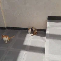 واگذاری مجانی بچه گربه|گربه|آباده, |دیوار