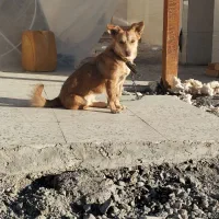 واگذاری سگ پاکوتاه ماده