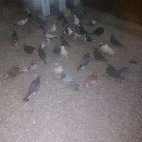 ۵۰ کفتر بهبهانی و پلاکی از دونی ۶۵ تا ۱۵۰|پرنده|مرودشت, نقش رستم|دیوار