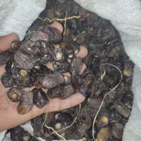 ضایعات خرما