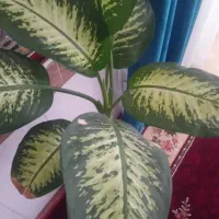 گل آپارتمانی و ویلایی