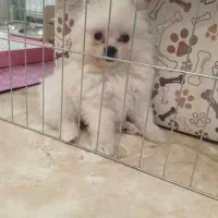 اموزش سگهای خانگی در پردیس|خدمات آموزشی|پردیس, فاز ۲|دیوار