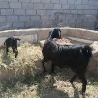 بز نژاددار بمی با بچه|حیوانات مزرعه|میبد, |دیوار