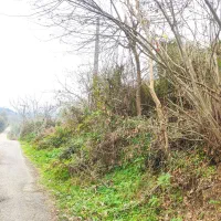 فروش باغ چای (منطقه املش)|فروش زمین و ملک کلنگی|املش, |دیوار