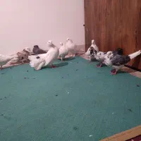 کفترتزیینی وپرشی