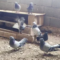 فروش بیست عدد کفتر گلچین