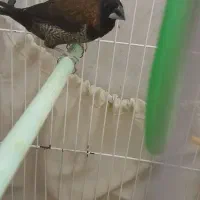 فنچ بنگالی|پرنده|جهرم, |دیوار