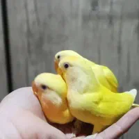 فروش عروس هلندی دستی با طوطی برزیلی دستی|پرنده|عسلویه, |دیوار