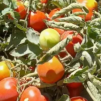 از سرزمین بخر گرجه خوب کیلو ۱۵تومن در روستای برغمد|عمدهفروشی|جوین, |دیوار