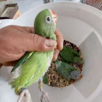 جوجه سرلاکی ملنگو|پرنده|بندر کنگان, |دیوار