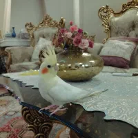 عروس هلندی لوتینو