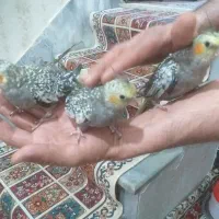 جوجه عروس هلندی